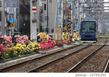 バラが咲き乱れる都電荒川線 127391293