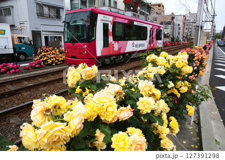 バラが咲き乱れる都電荒川線 バラが咲き乱れる都電荒川線 127391298