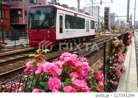 バラが咲き乱れる都電荒川線 バラが咲き乱れる都電荒川線 127391299
