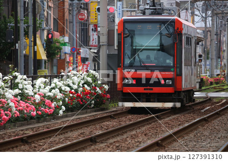 バラが咲き乱れる都電荒川線 127391310