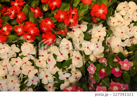 香港で撮影した造花・ホンコンフラワー 香港で撮影した造花・ホンコンフラワー 127391321