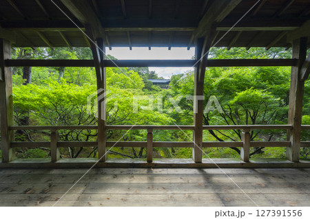 夏の東福寺 臥雲橋から見た青紅葉に包まれた洗玉澗 夏の東福寺 臥雲橋から見た青紅葉に包まれた洗玉澗 127391556