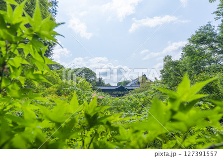 夏の東福寺　臥雲橋から見た青紅葉に包まれた洗玉澗 127391557