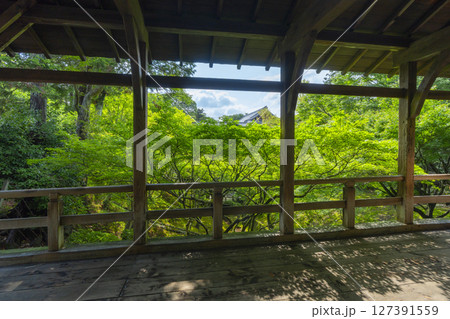 夏の東福寺　臥雲橋から見た青紅葉に包まれた洗玉澗 127391559