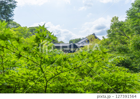 夏の東福寺 臥雲橋から見た青紅葉に包まれた洗玉澗 夏の東福寺 臥雲橋から見た青紅葉に包まれた洗玉澗 127391564