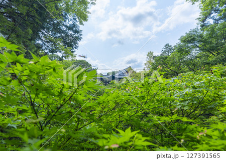夏の東福寺　臥雲橋から見た青紅葉に包まれた洗玉澗 127391565