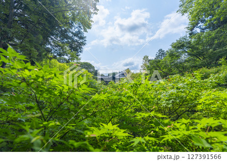 夏の東福寺 臥雲橋から見た青紅葉に包まれた洗玉澗 夏の東福寺 臥雲橋から見た青紅葉に包まれた洗玉澗 127391566