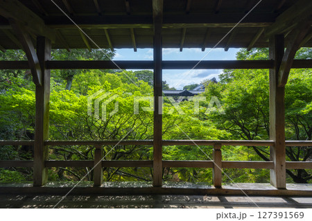 夏の東福寺　臥雲橋から見た青紅葉に包まれた洗玉澗 127391569