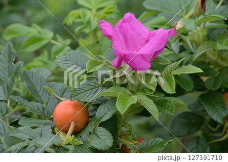 ロサ・ルゴサ（スカブロサ） 127391710