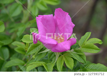 ロサ・ルゴサ(スカブロサ) ロサ・ルゴサ(スカブロサ) 127391712