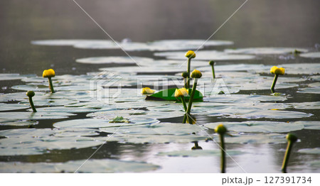 Serene Pond with Yellow Water Lilies Blooming Under Soft Light 127391734