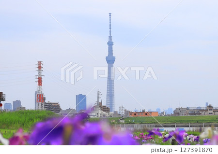 堀切水辺公園から見た東京スカイツリー 堀切水辺公園から見た東京スカイツリー 127391870