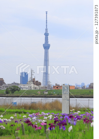堀切水辺公園から見た東京スカイツリー 127391873
