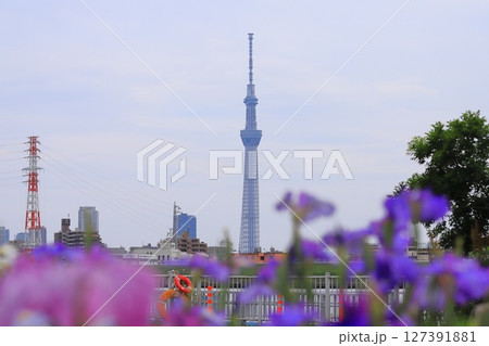 堀切水辺公園から見た東京スカイツリー 堀切水辺公園から見た東京スカイツリー 127391881
