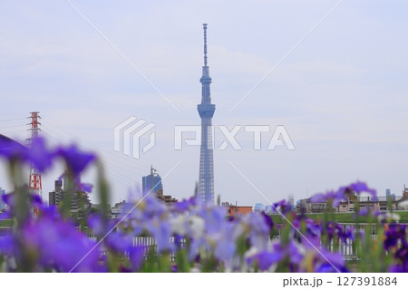 堀切水辺公園から見た東京スカイツリー 127391884