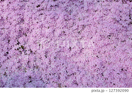 Spring park with ground pink flowers / 満開の東藻琴芝桜公園 127392090