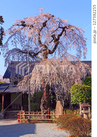 樹高が高い福光園寺のシダレザクラ 樹高が高い福光園寺のシダレザクラ 127392255