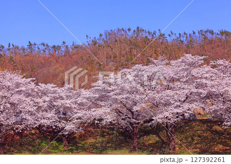 福光園寺の裏山に咲くソメイヨシノの群生 127392261