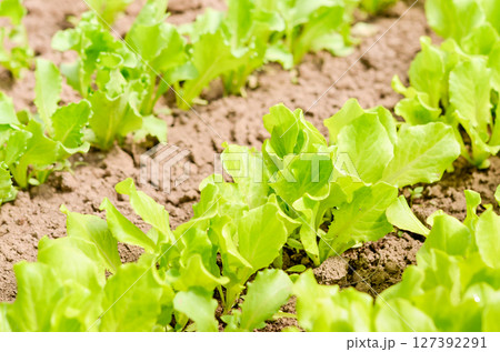 Garden bed with fresh organic lettuce salad Garden bed with fresh organic lettuce salad 127392291