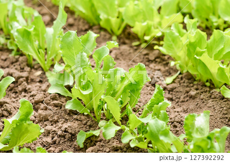 Garden bed with fresh organic lettuce salad Garden bed with fresh organic lettuce salad 127392292