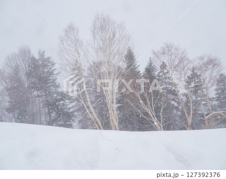 吹雪の中の観光名所立山黒部アルペンルートの白樺の森と雪景色 127392376