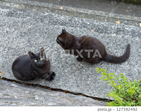 黒猫の兄弟 127392492