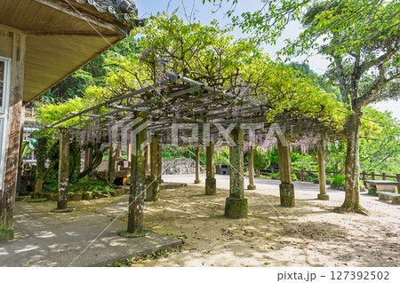 青空光芒を背景に藤の花が咲き乱れる季節に映える延命水・祈願スポット！「延命地蔵尊」天草市 127392502