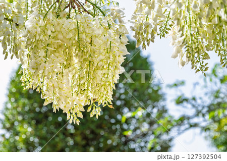 青空光芒を背景に藤の花が咲き乱れる季節に映える延命水・祈願スポット!「延命地蔵尊」天草市 青空光芒を背景に藤の花が咲き乱れる季節に映える延命水・祈願スポット!「延命地蔵尊」天草市 127392504