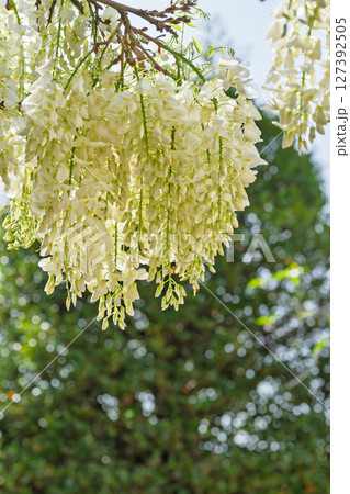 青空光芒を背景に藤の花が咲き乱れる季節に映える延命水・祈願スポット！「延命地蔵尊」天草市 127392505