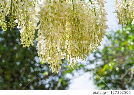 青空光芒を背景に藤の花が咲き乱れる季節に映える延命水・祈願スポット！「延命地蔵尊」天草市 127392506