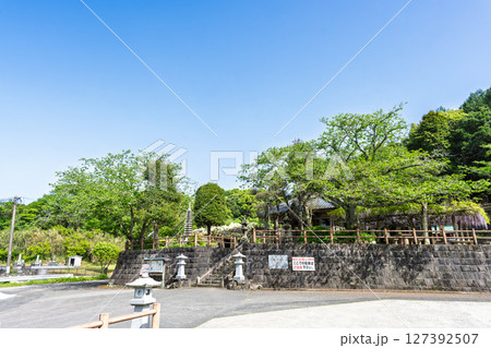 青空光芒を背景に藤の花が咲き乱れる季節に映える延命水・祈願スポット！「延命地蔵尊」天草市 127392507
