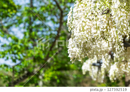青空光芒を背景に藤の花が咲き乱れる季節に映える延命水・祈願スポット！「延命地蔵尊」天草市 127392519