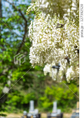 青空光芒を背景に藤の花が咲き乱れる季節に映える延命水・祈願スポット!「延命地蔵尊」天草市 青空光芒を背景に藤の花が咲き乱れる季節に映える延命水・祈願スポット!「延命地蔵尊」天草市 127392520