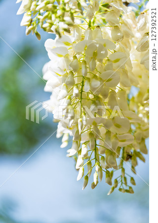 青空光芒を背景に藤の花が咲き乱れる季節に映える延命水・祈願スポット！「延命地蔵尊」天草市 127392521