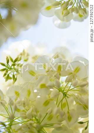 青空光芒を背景に藤の花が咲き乱れる季節に映える延命水・祈願スポット！「延命地蔵尊」天草市 127392522
