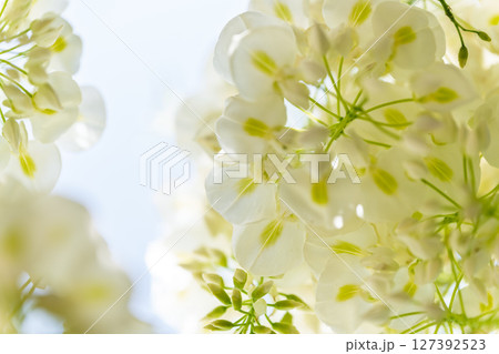 青空光芒を背景に藤の花が咲き乱れる季節に映える延命水・祈願スポット!「延命地蔵尊」天草市 青空光芒を背景に藤の花が咲き乱れる季節に映える延命水・祈願スポット!「延命地蔵尊」天草市 127392523