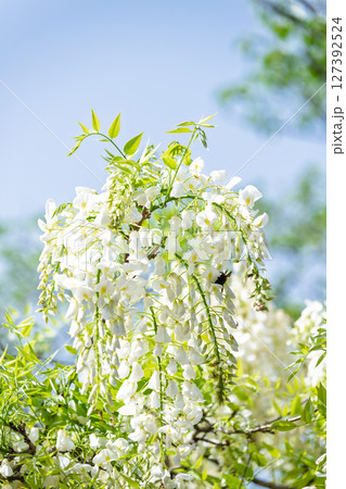 青空光芒を背景に藤の花が咲き乱れる季節に映える延命水・祈願スポット！「延命地蔵尊」天草市 127392524