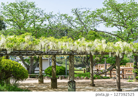 青空光芒を背景に藤の花が咲き乱れる季節に映える延命水・祈願スポット！「延命地蔵尊」天草市 127392525