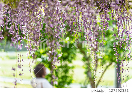 青空光芒を背景に藤の花が咲き乱れる季節に映える延命水・祈願スポット!「延命地蔵尊 周辺風景」天草市 青空光芒を背景に藤の花が咲き乱れる季節に映える延命水・祈願スポット!「延命地蔵尊 周辺風景」天草市 127392581