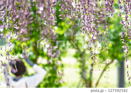 青空光芒を背景に藤の花が咲き乱れる季節に映える延命水・祈願スポット!「延命地蔵尊 周辺風景」天草市 青空光芒を背景に藤の花が咲き乱れる季節に映える延命水・祈願スポット!「延命地蔵尊 周辺風景」天草市 127392582