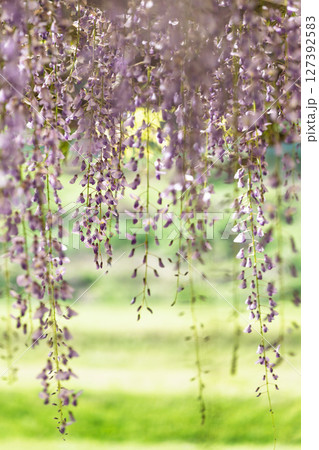 青空光芒を背景に藤の花が咲き乱れる季節に映える延命水・祈願スポット！「延命地蔵尊　周辺風景」天草市 127392583