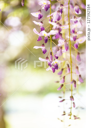 青空光芒を背景に藤の花が咲き乱れる季節に映える延命水・祈願スポット!「延命地蔵尊 周辺風景」天草市 青空光芒を背景に藤の花が咲き乱れる季節に映える延命水・祈願スポット!「延命地蔵尊 周辺風景」天草市 127392584