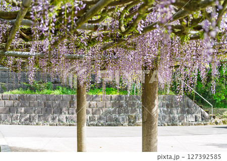 青空光芒を背景に藤の花が咲き乱れる季節に映える延命水・祈願スポット!「延命地蔵尊 周辺風景」天草市 青空光芒を背景に藤の花が咲き乱れる季節に映える延命水・祈願スポット!「延命地蔵尊 周辺風景」天草市 127392585