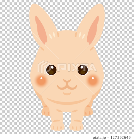 正面から見たウサギのイラスト 127392649