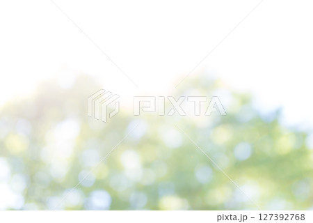 夏の森の木々 127392768
