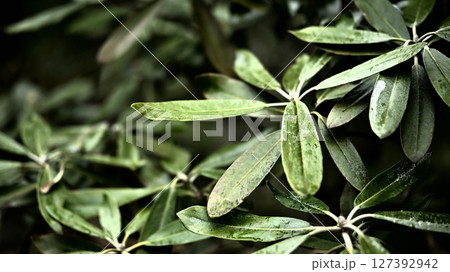 木の葉っぱ 127392942