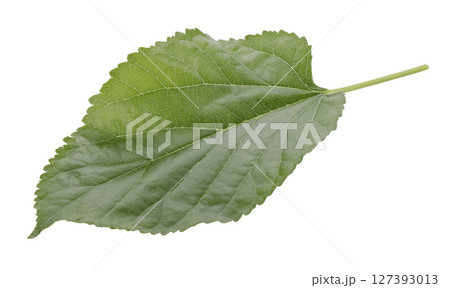 Mulberry leaves isolated on a white background 127393013