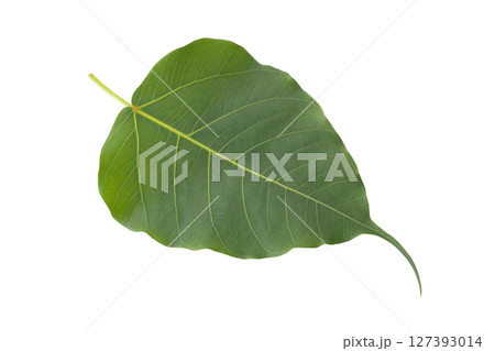 green Bodhi leaves isolated on a white background 127393014
