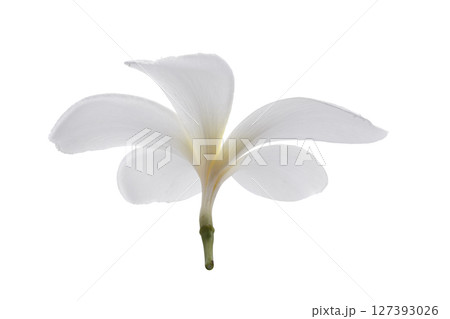 White frangipani flowers isolated on a white background White frangipani flowers isolated on a white background 127393026