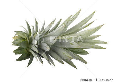 pineapple leaves isolated on a white background pineapple leaves isolated on a white background 127393027